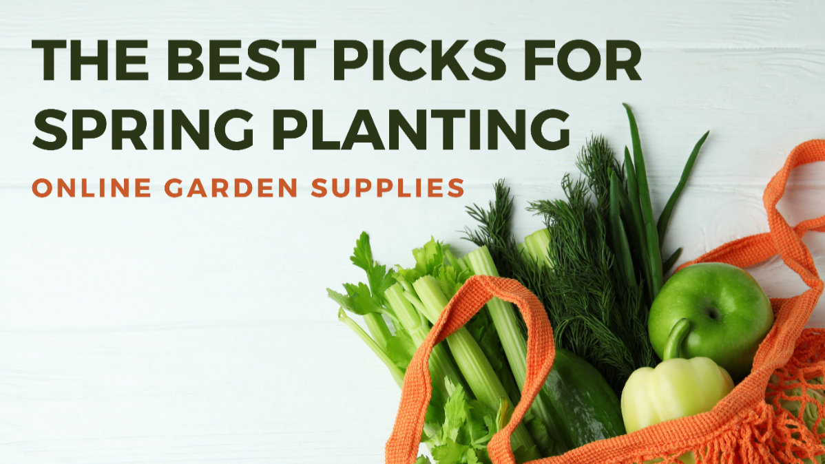 What Vegetables Can I Plant Outside in the UK Now? Online Garden Supplies