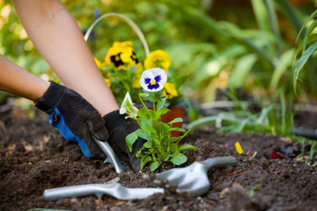 Is topsoil good for plants?