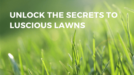 The Secrets to Luscious Lawns