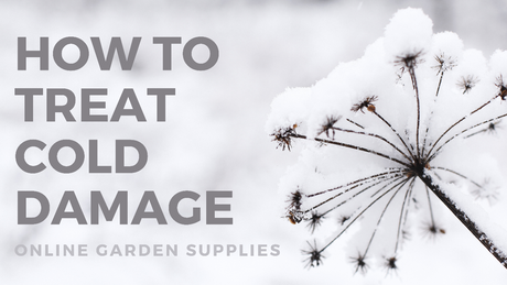 How to Treat Cold Damage: Essential Tips for Gardeners