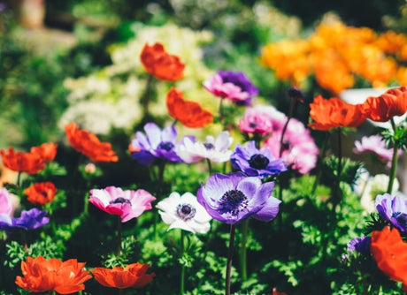 Time to blossom: Getting ahead of this year’s garden trends
