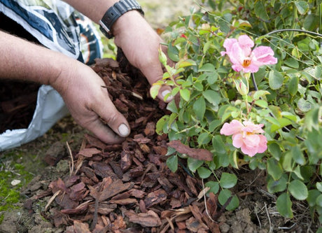 What is mulch used for?