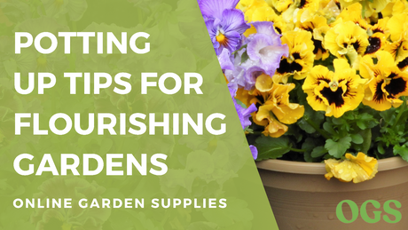 Mastering the Art of Potting Up: Essential Tips for Gardeners