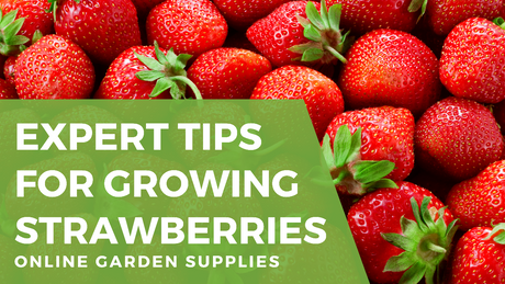 Expert Tips for Growing Strawberries: Your Complete Guide