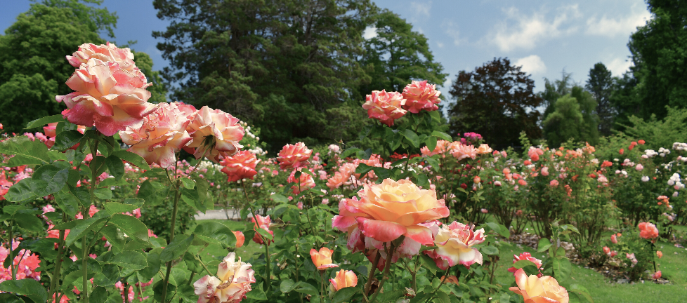 Why Choose Online Garden Supplies