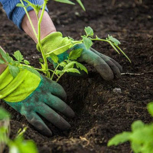 Organic Border Blend Topsoil